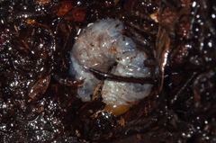 Scarabaeoidea