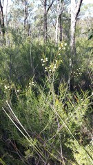 Acacia quadrilateralis