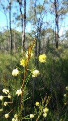 Acacia quadrilateralis