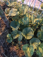 Cucurbita moschata