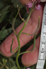 Chorispora purpurascens