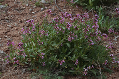 Chorispora purpurascens