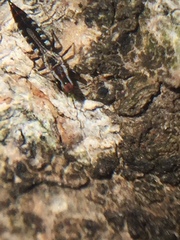 Macrophthalmothrips argus