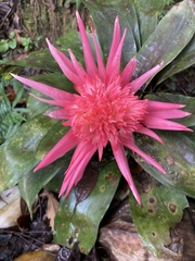 Aechmea fasciata