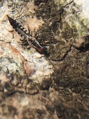 Macrophthalmothrips argus