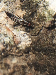 Macrophthalmothrips argus