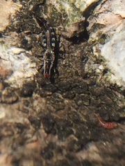 Macrophthalmothrips argus