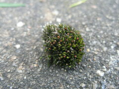 Schistidium submuticum