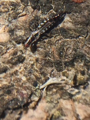 Macrophthalmothrips argus