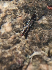 Macrophthalmothrips argus