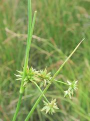 Juncus fockei