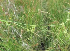 Juncus fockei
