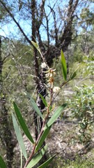 Acacia baeuerlenii
