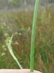 Juncus fockei