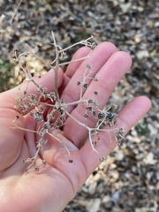 Verbesina virginica