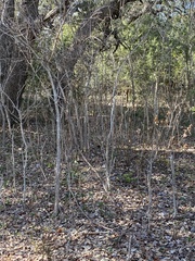 Verbesina virginica