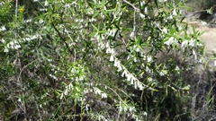 Styphelia biflora