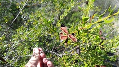 Acacia hispidula