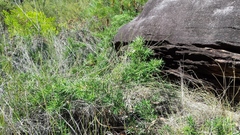 Podocarpus spinulosus