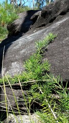 Podocarpus spinulosus