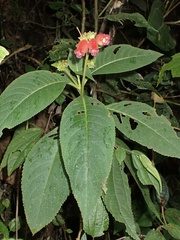 Pearcea reticulata