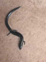 Hemiergis decresiensis