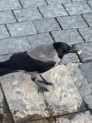 Corvus cornix