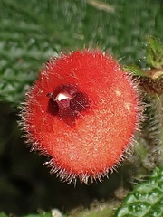 Pearcea schimpfii