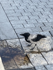 Corvus cornix