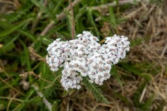 Achillea millefolium