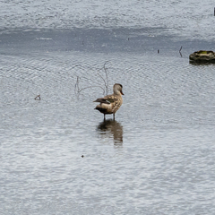 Lophonetta specularioides