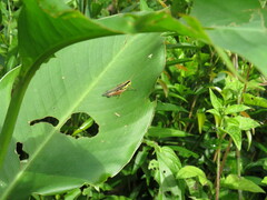 Dichroplus misionensis