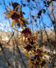 Hamamelis mollis
