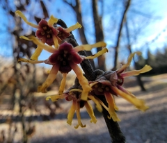 Hamamelis mollis