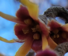 Hamamelis mollis