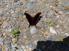Marpesia zerynthia