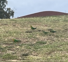 Polytelis swainsonii