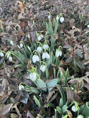 Galanthus elwesii