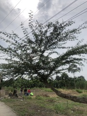 Calliandra surinamensis
