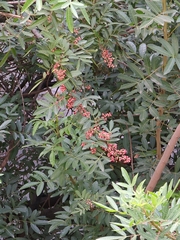 Schinus terebinthifolia