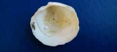 Phacoides pectinatus