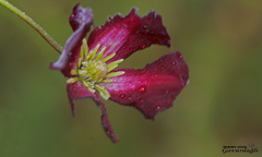 Clematis viticella