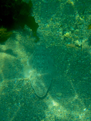 Platycephalus fuscus