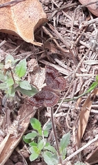 Calephelis aymaran