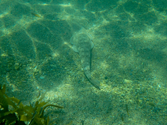 Platycephalus fuscus