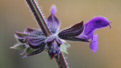 Salvia pratensis haematodes