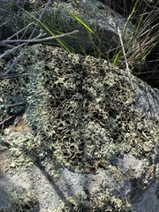 Xanthoparmelia cumberlandia