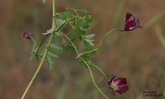 Clematis viticella