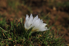Colchicum szovitsii szovitsii