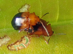 Nisotra
